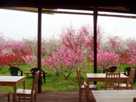 花桃の品種数は日本一を誇る