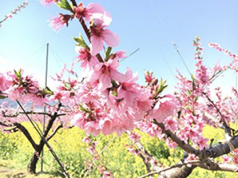 立ち寄りルートとなっている御坂農園グレープハウスです。園内で春祭りを開催、また桃畑にてお花見もできます。