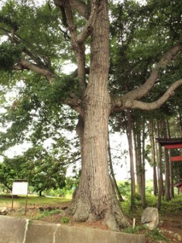コナラの木だが、その大きさゆえ大ナラと呼ばれている。市指定天然記念物。