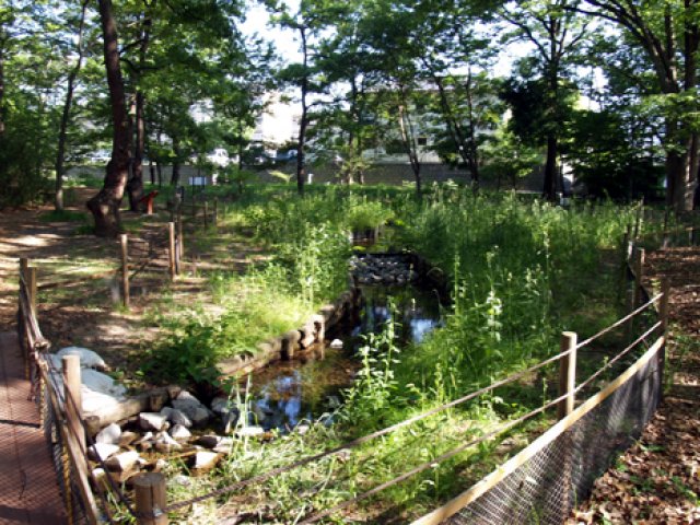 ほたる散歩 金川の森ほたる池