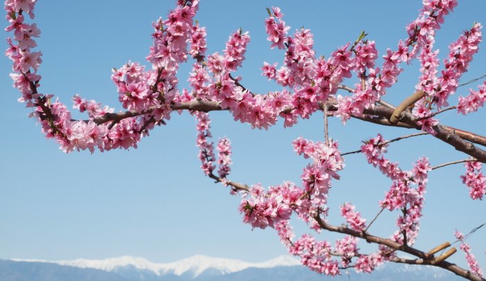 春季限定！よくばり桃の花見ツアー～みやさか道をゆく～